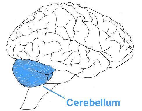 cerbellum.jpg